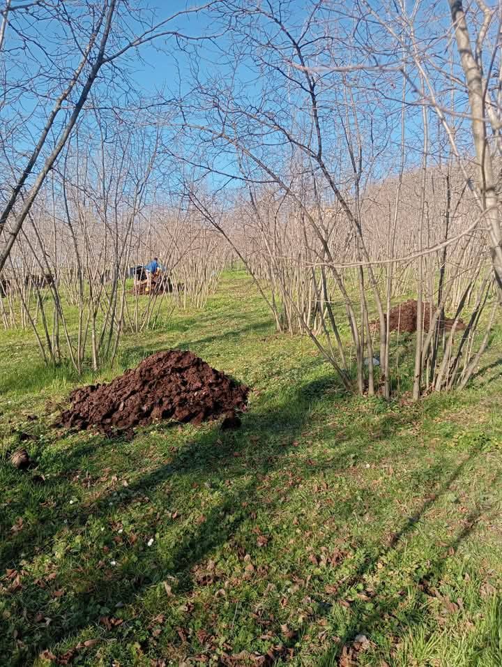 Ordu’da Fındık Üreticileri Hayvan Gübresi Atmaya Başladı