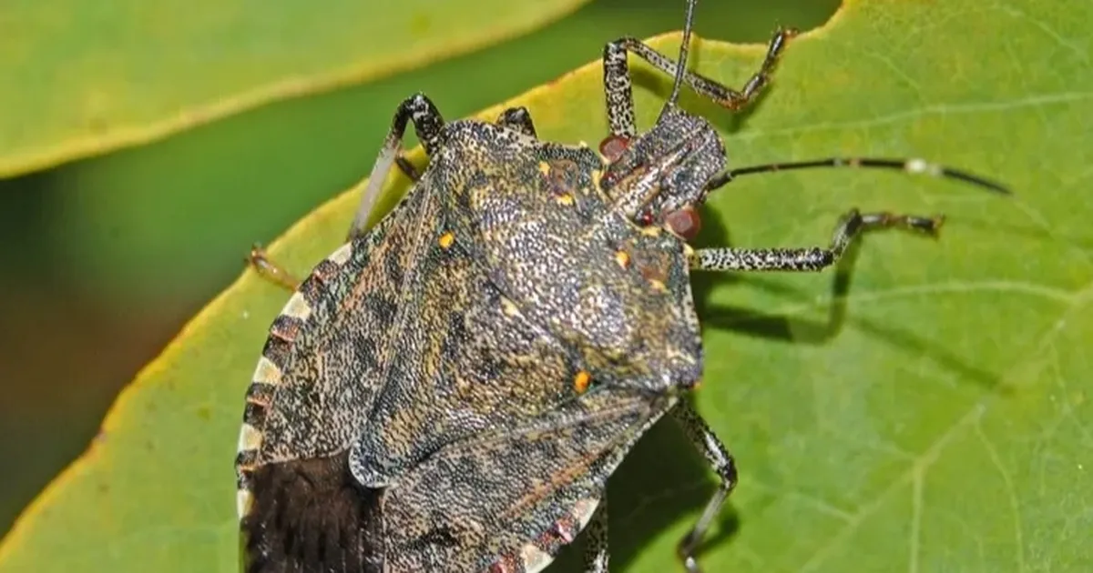 Ordu'da Kokarcaların İnine Giriliyor! İlaçlanan Kışlak Sayısı Açıklandı