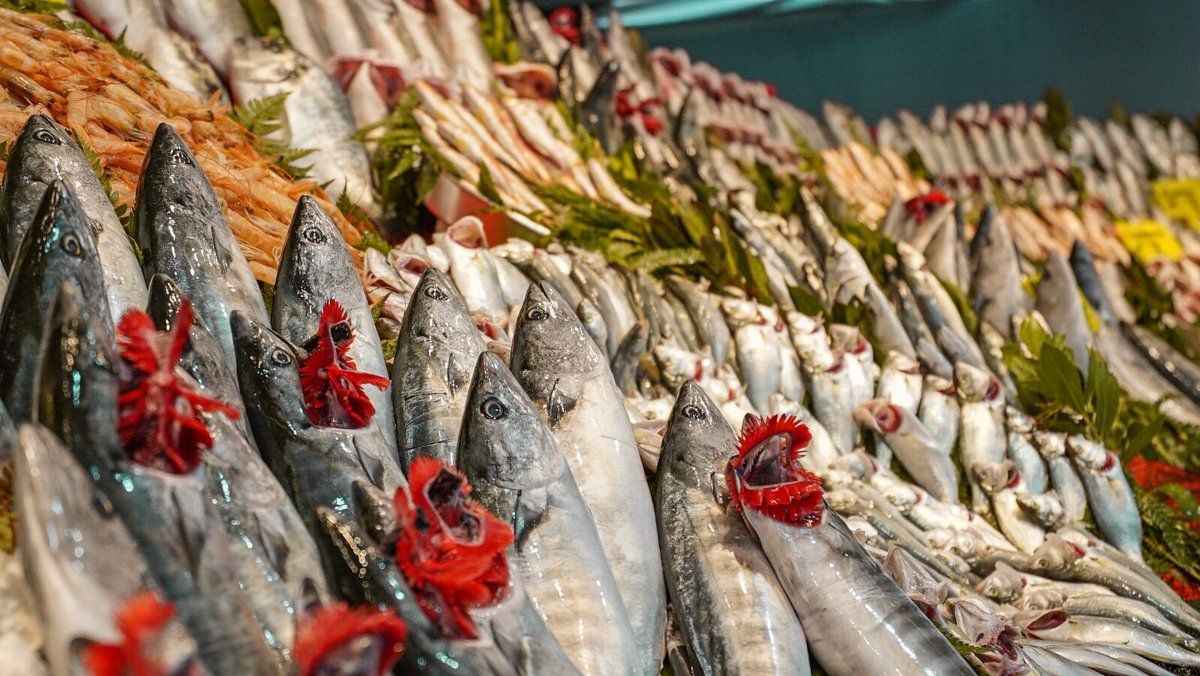 Ordu’da Balık Fiyatları Nedir? 6 Mart 2025