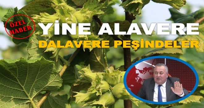DALDAKİ FINDIĞI 15 LİRADAN SATMIŞLAR