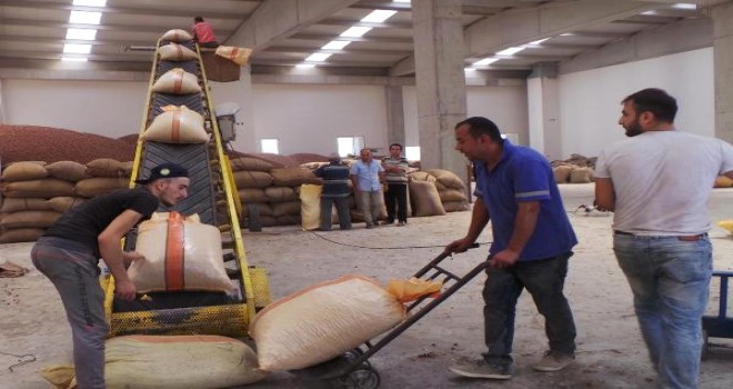 Akarsu: TMO Fındığı Piyasaya Vermeyip İhraç Etmeli