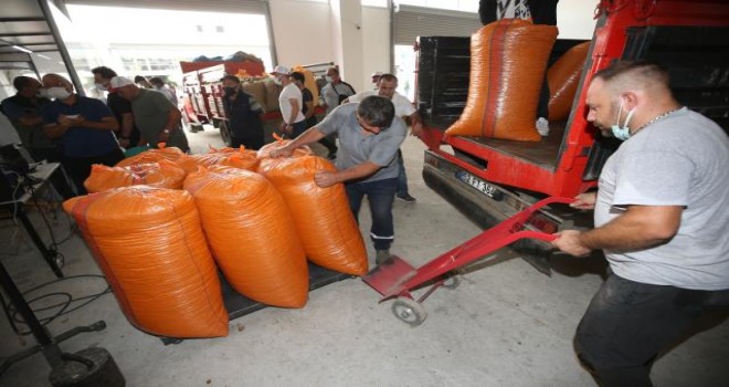 Ordu'da TMO fındık alımları başlatıldı.