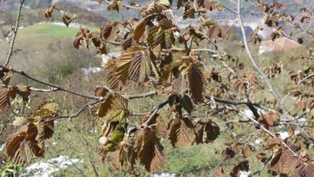 Tünel İnşaatında Ölen İşçi Fındığı Don Vurunca Rize ye Gitmiş