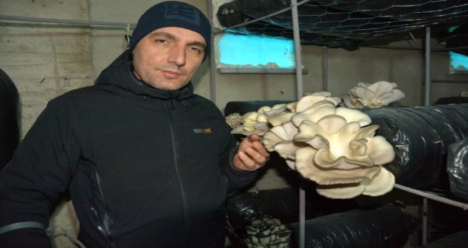 Bu Yılın İlk Mantarları Toplanmaya Başladı