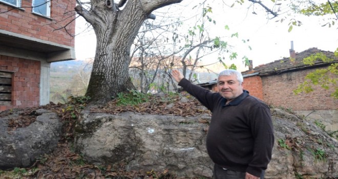 Kayada Yetişen Ceviz Ağacı, Görenleri Şaşırtıyor