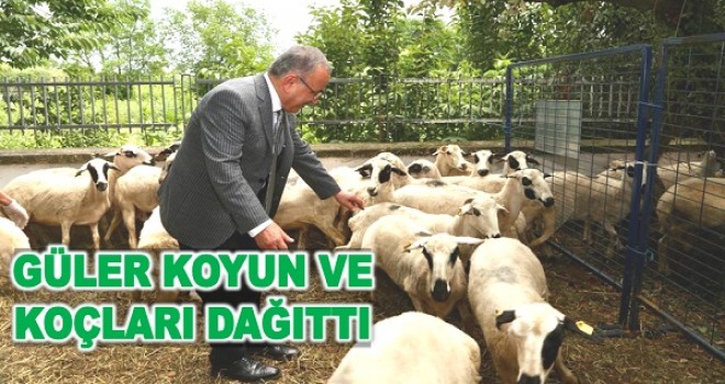 'FINDIKLA KOYUN GERİSİ OYUN'