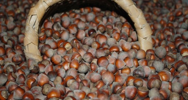 Fatsa'da Fındık Hırsızlığı