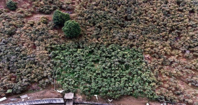 Fındık Bahçelerinde Damla Sulama Farkı