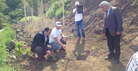 Fatsa da Karpuz Fidesi Dikimi