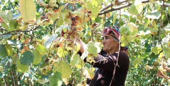 Fındık üreticisi kara kara düşünüyor