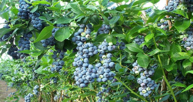 Karadeniz'de MAVİYEMİŞ yetiştirme harekatı