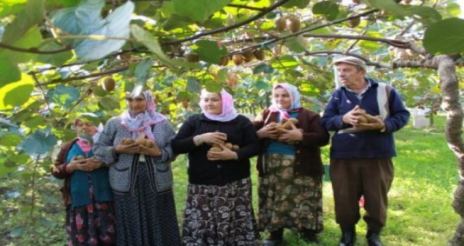 Kivi Hasadı Başladı Kivi Hasadı Başladı
