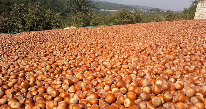 Külleme Hastalığı Fındığı Tehdit Ediyor