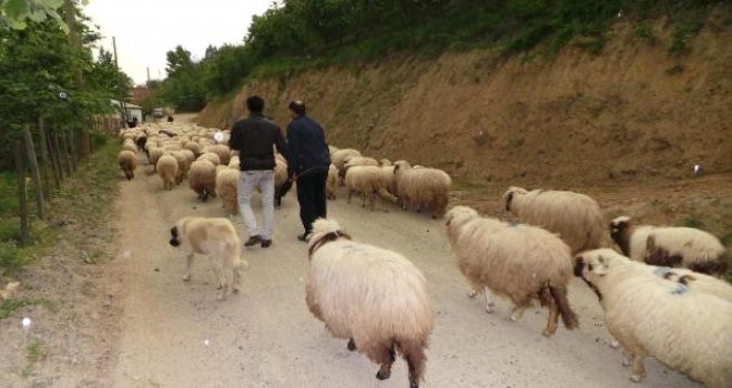 Orta Karadeniz'de Yaylalara Göç Başladı
