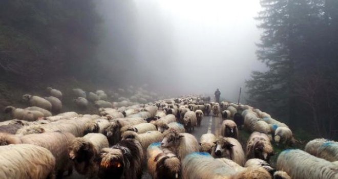 Yaylada Sürülere Çoban Bulunmuyor